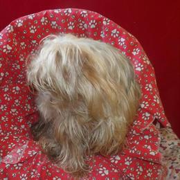 Yorkshire Terrier Nick - Big Personality in a Tiny Package for $535 in Paterson, nj