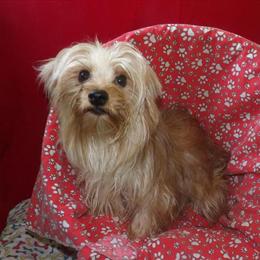 Yorkshire Terrier Felix – Gentle, Playful, and Ready for a Forever Home! in Paterson, nj