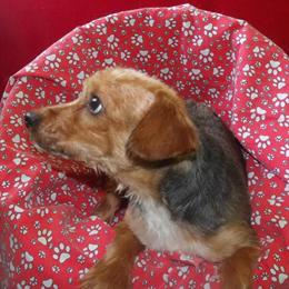 Charming Male Yorkshire Terrier Puppy Ready for Adoption in Paterson, nj