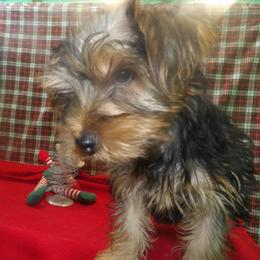 Yorkshire Terrier Puppy Ready for Adoption in Paterson, nj