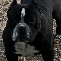 Micro Bully for Stud in Sanford, nc