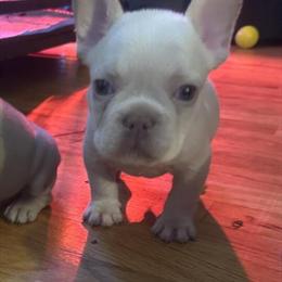Platinum French Bulldog for Adoption in Charlotte, nc