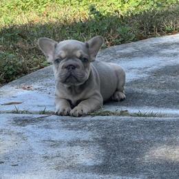 Lilac & Tan French Bulldog Puppy Available in Charlotte, nc