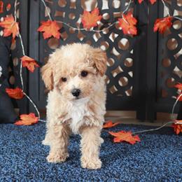 Poochon Puppy Axle Ready for a Loving Home in Mount Vernon, oh