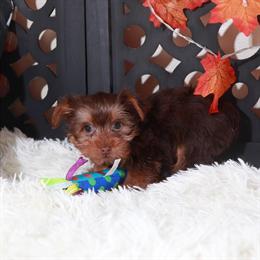 Chocolate Female Teacup Yorkshire Terrier Ready for a Loving Home in Mount Vernon, oh