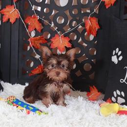 Chocolate Male Toy Yorkshire Terrier Ready for Love in Mount Vernon, oh