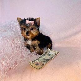 Teacup Yorkshire Terriers, Maltese, Chihuahuas, Pomeranians, and Poodles Available in Miami, fl