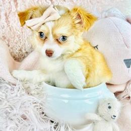 Chihuahuas, Poodles, Pomeranians, Malteses & Teacup Puppies Available in Miami, fl