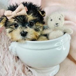 Maltese, Chihuahuas, Pomeranians, and more puppies available in Miami, fl