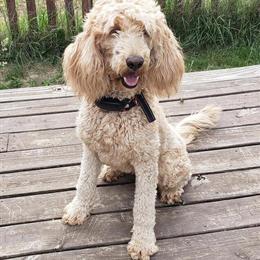 Female Goldendoodle Looking for a Loving Home in New Lebanon, oh