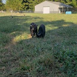 Nigerian Dwarf Goats Available in New Lebanon, oh