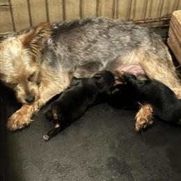 Yorkshire Terrier Puppies Available in Macon, ga