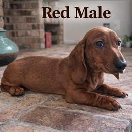 Mini Dachshund Puppies from Champion Bloodlines in Sidney, oh