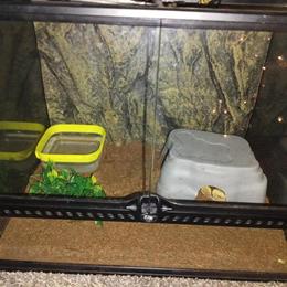 Spider Ball Python for Re-Homing in Pittsburgh, pa