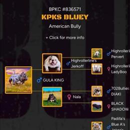 Bully puppies for sale - 2 males available in Mobile, al