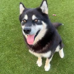 Alaskan Malamute Male Available for Adoption in Harrisburg, pa