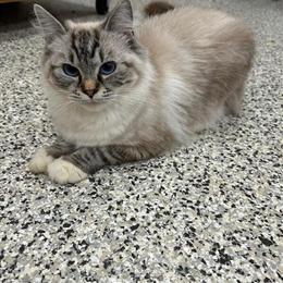 Ragdoll Female, 2 Years Old, Tica Registered in Harrisburg, pa