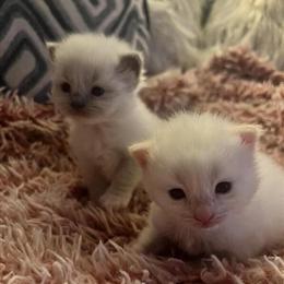 Male Mitted Flame Point Ragdoll Kitten Ready for New Home in Lancaster, pa