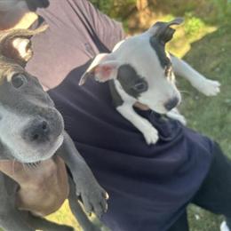 American Bully/Pit Puppies Available in Detroit, mi