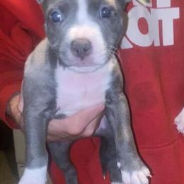 American Bully Puppies for Adoption in Detroit, mi