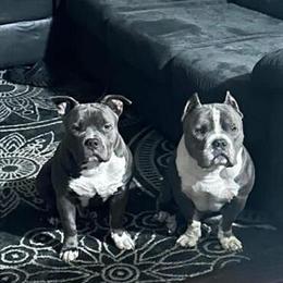Male American Bully Available for Adoption in Detroit, mi