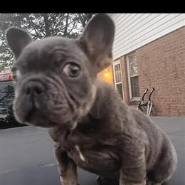 10 Week Male French Bulldog Looking for Forever Home in Raleigh, nc