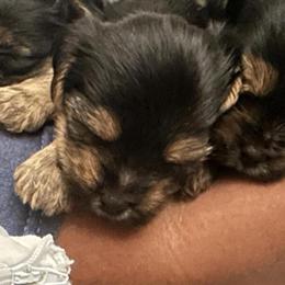 Male Yorkshire Terrier Puppies Available in Aurora, co