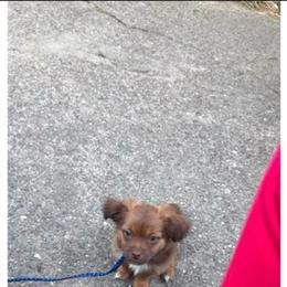 Shorkie - Well Trained and Kid Friendly in Detroit, mi