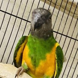 Senegal Pair for Sale in Los Angeles, ca