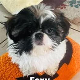 Shih Tzu Puppy Ready for a New Home in Holland, oh