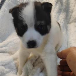 Male Pomsky Puppy Available in Philadelphia, pa