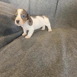Miniature Dachshunds Available Now in Williamsburg, ky