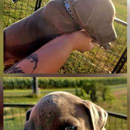 American Staffordshire Puppies Available in Bowling Green, ky