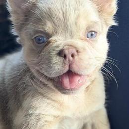French Bulldog Puppies Available in Orlando, fl