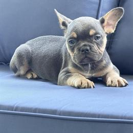 French Bulldog Puppies Available in Orlando, fl