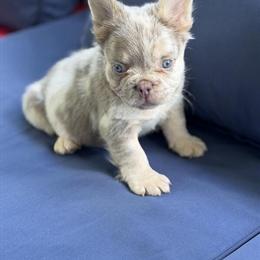 French Bulldog Puppies Available in Orlando, fl