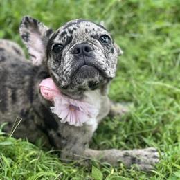 French Bulldog for Sale in Orlando, fl