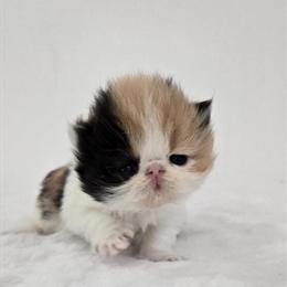 Exotic Shorthair Kittens for Adoption in Columbia, sc