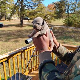 Bully Pup for Sale - ABKC Registered Blue Tri Merle Carrier in Petersburg, va