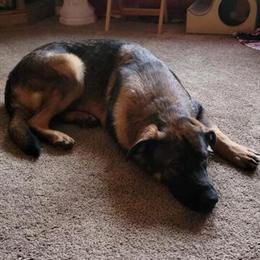 19 Month Old Male German Shepherd Looking for Forever Home in Kent, oh