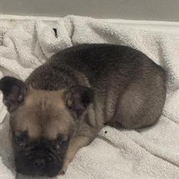AKC French Bulldogs Available - Big Rope and Possible Fluffy Carriers in Statesville, nc