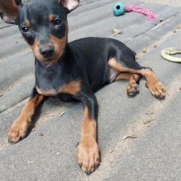 Miniature Pinscher Puppies - Happy and Playful in Kalamazoo, mi