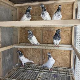 High Flyer Pigeons for Sale at $30 Each in Williamsburg, va