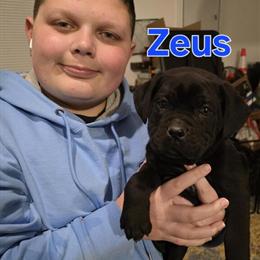 Cane Corso Puppies from Champion Bloodlines in Louisville, ky