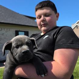 Cane Corso Puppies from Champion Bloodlines in Louisville, ky