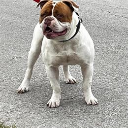 American Bulldog - Strong 3.5 Year Old Male in Gainesville, fl