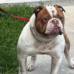 American Bulldog Puppies Available in Gainesville, fl