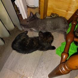 Adorable Maine Coon Kittens Ready for Adoption in Springfield, ma