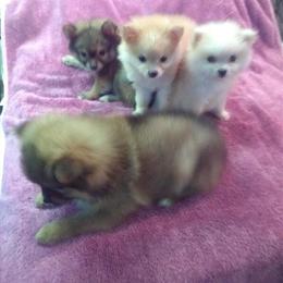 Pomeranians Available in Dubuque, ia
