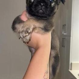 Fluffy French Bulldog Puppies for Sale in Wimauma, fl